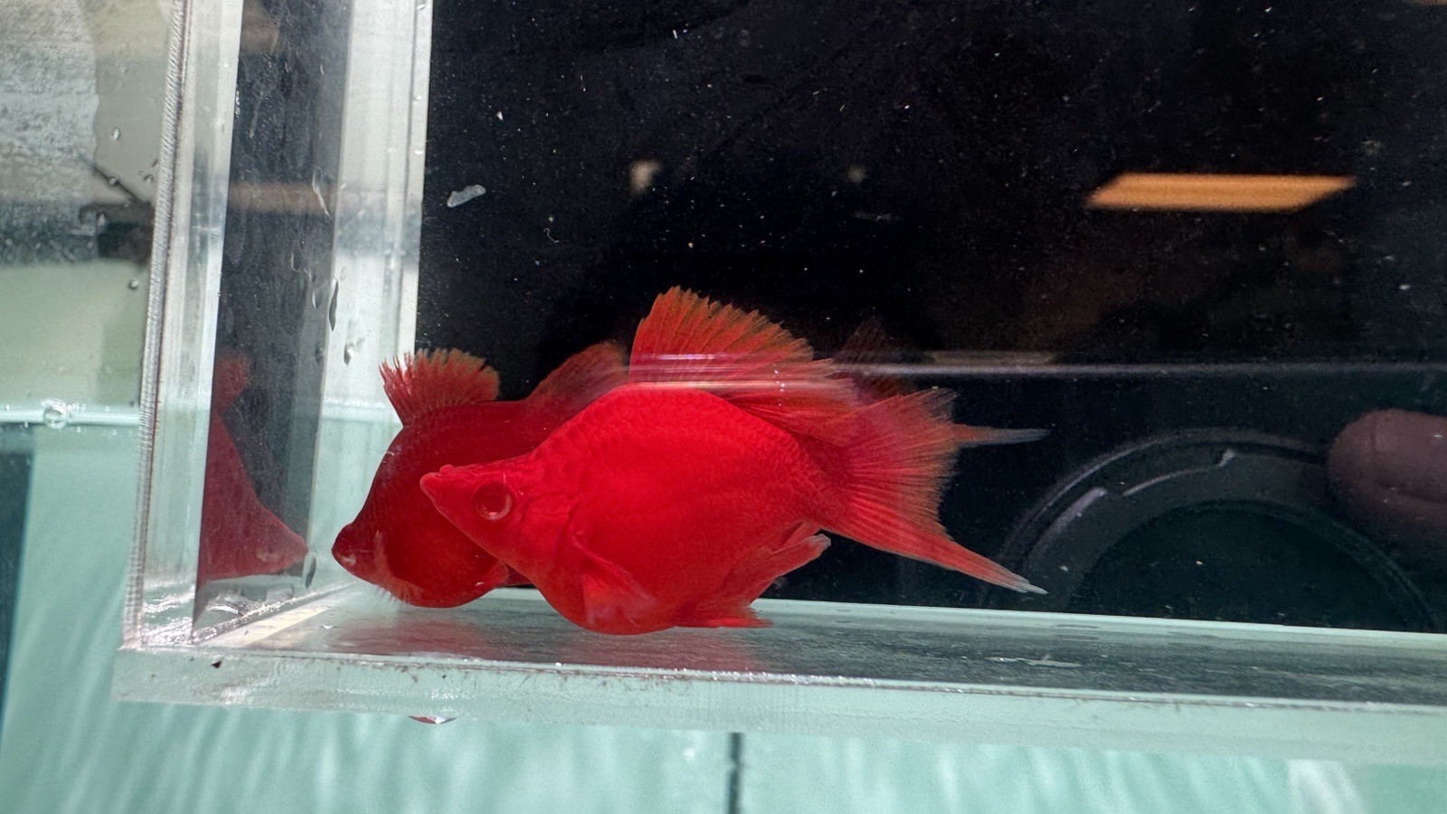 2 Pairs Albino Swordtail Short Body – Vibrant Aquarium Fish – Overnight Ship