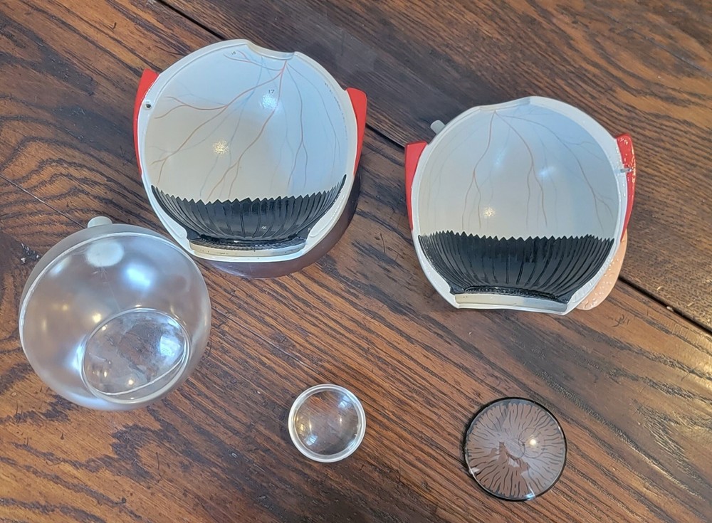 Denoyer Geppert Eye Model with Functional Lens - Optometry Anatomy Educational