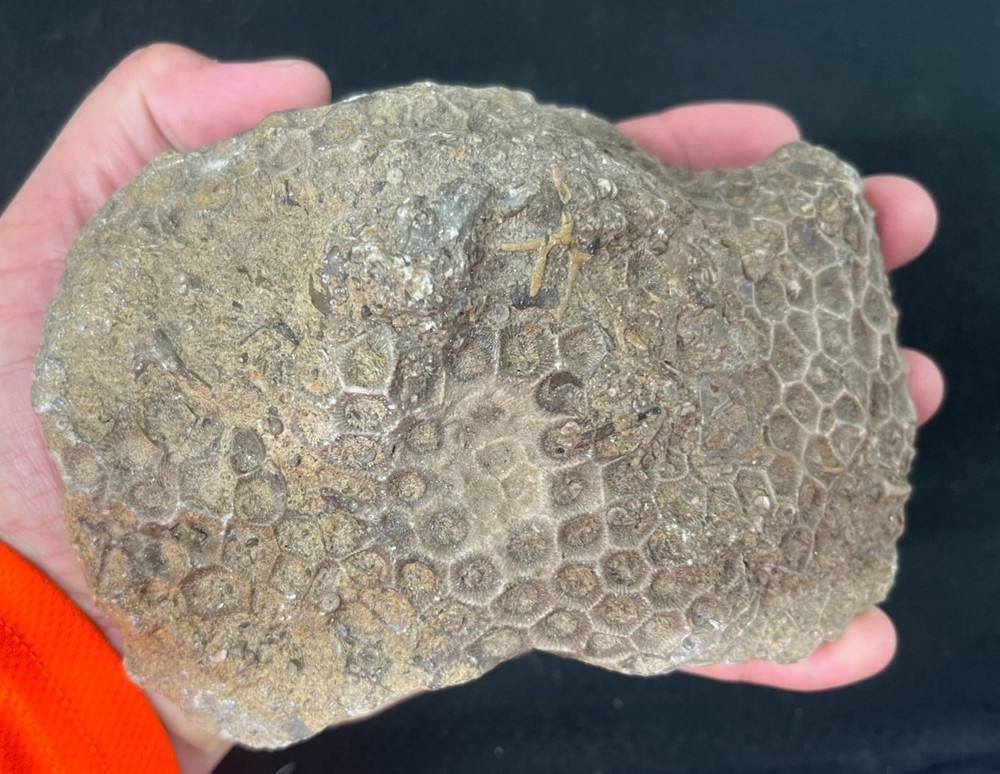 Petoskey Stone Display Specimen Michigan