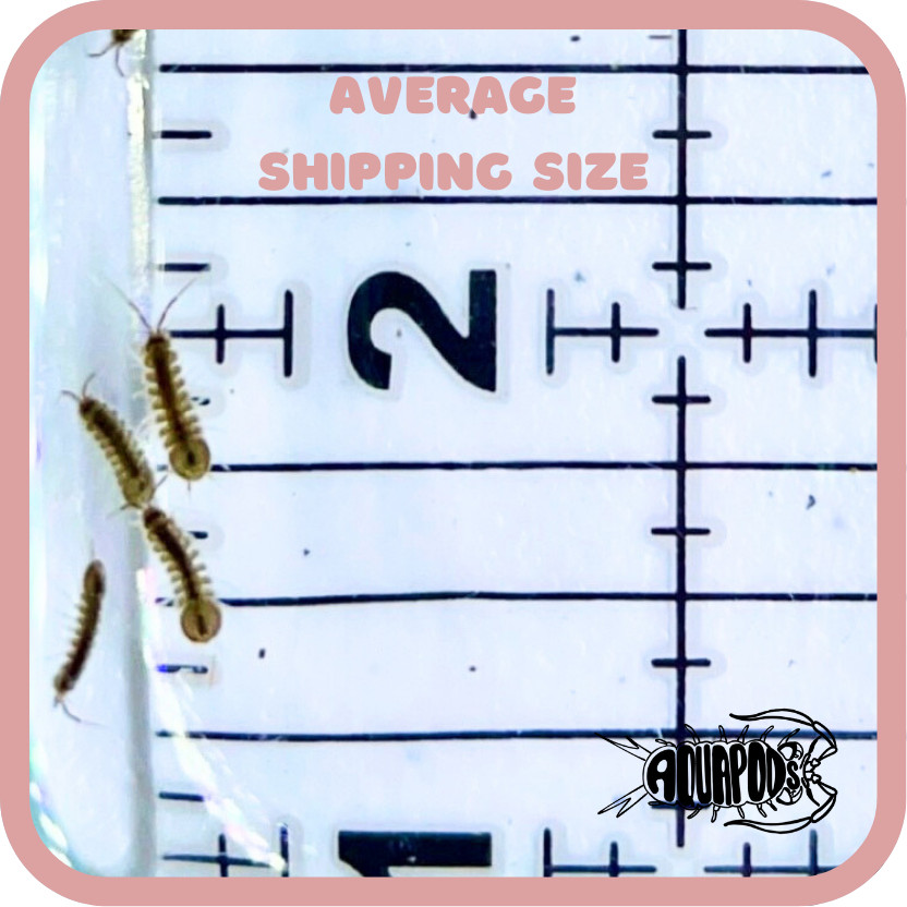 20+ Aquatic Isopods - Lirceus sp. - Freshwater Isopods