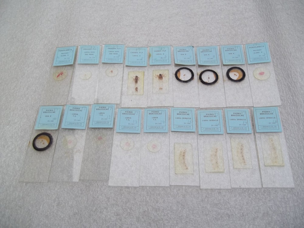 Vintage Glass Microscope Slides - 6 x Boxes