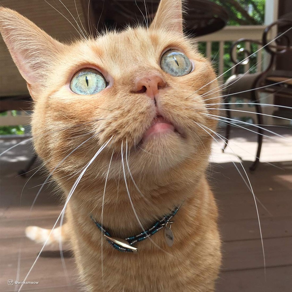Elasta Cat® Reflective Safety Stretch Collar