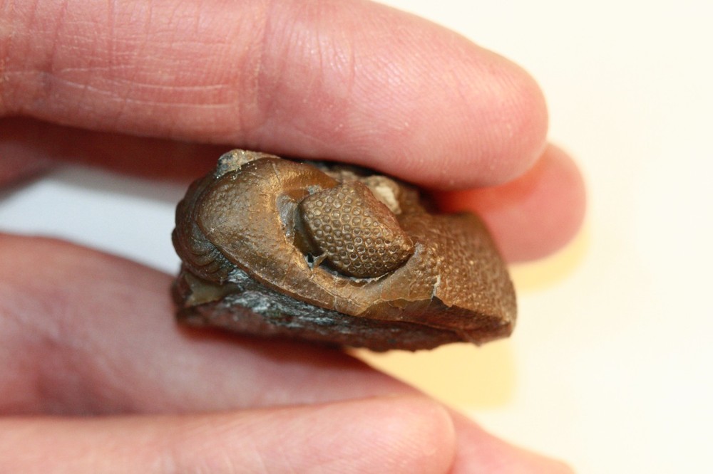 Eldredgeops rana from Paulding, Ohio