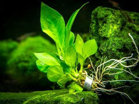 Aquatic Aquarium Plant Anchor Weights