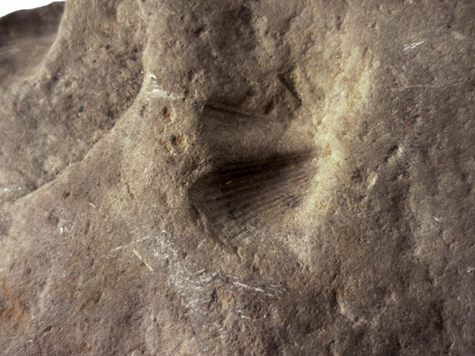 Over 1 M Year Old River Bed Fossil . Many Seashells Unusual Rock 8" X6" 3Lb