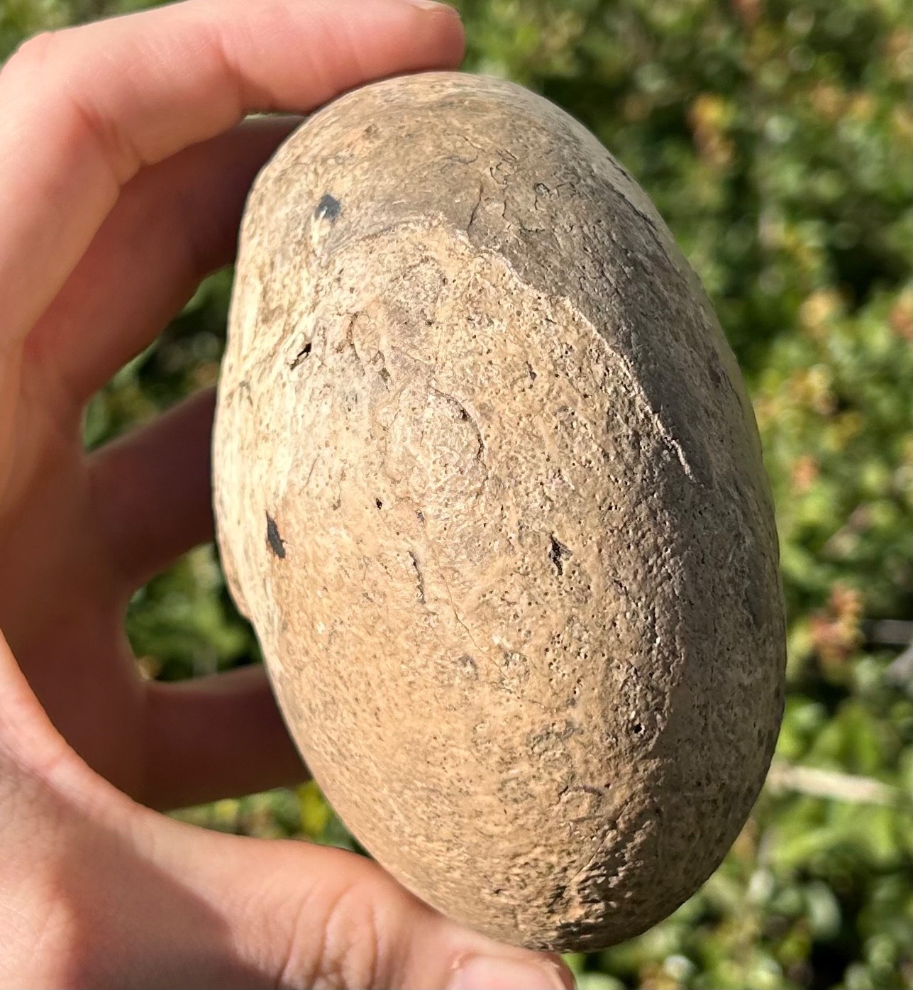 Indonesia Fossil Ammonite Permian Age Timor HUGE