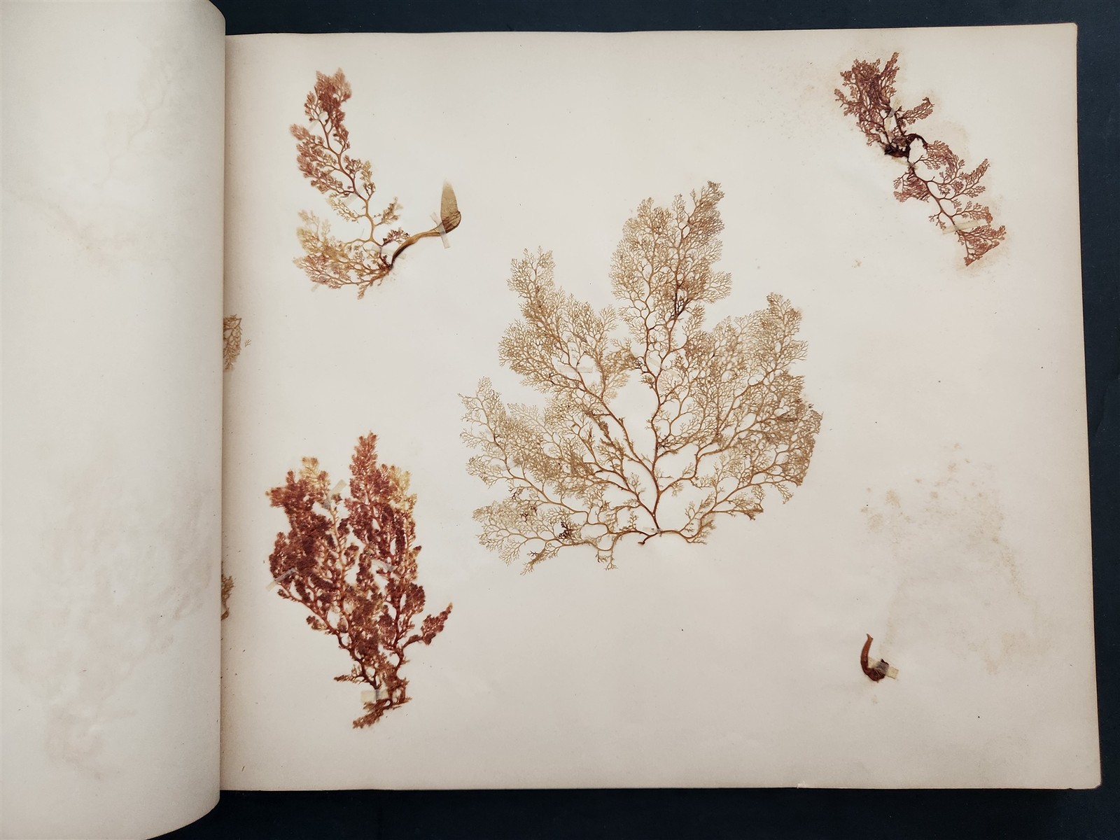 1883 antique SEAWEED pressed ALBUM monterey ca EUGENIE PHILLIPS specimen book