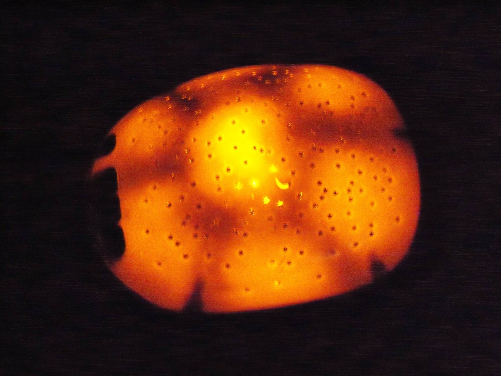 Cloud B Twilight Turtle - Multicolor Stars Night Light