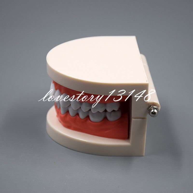 Dental Teaching Study Adult Standard Typodont Demonstration Teeth Model Nice