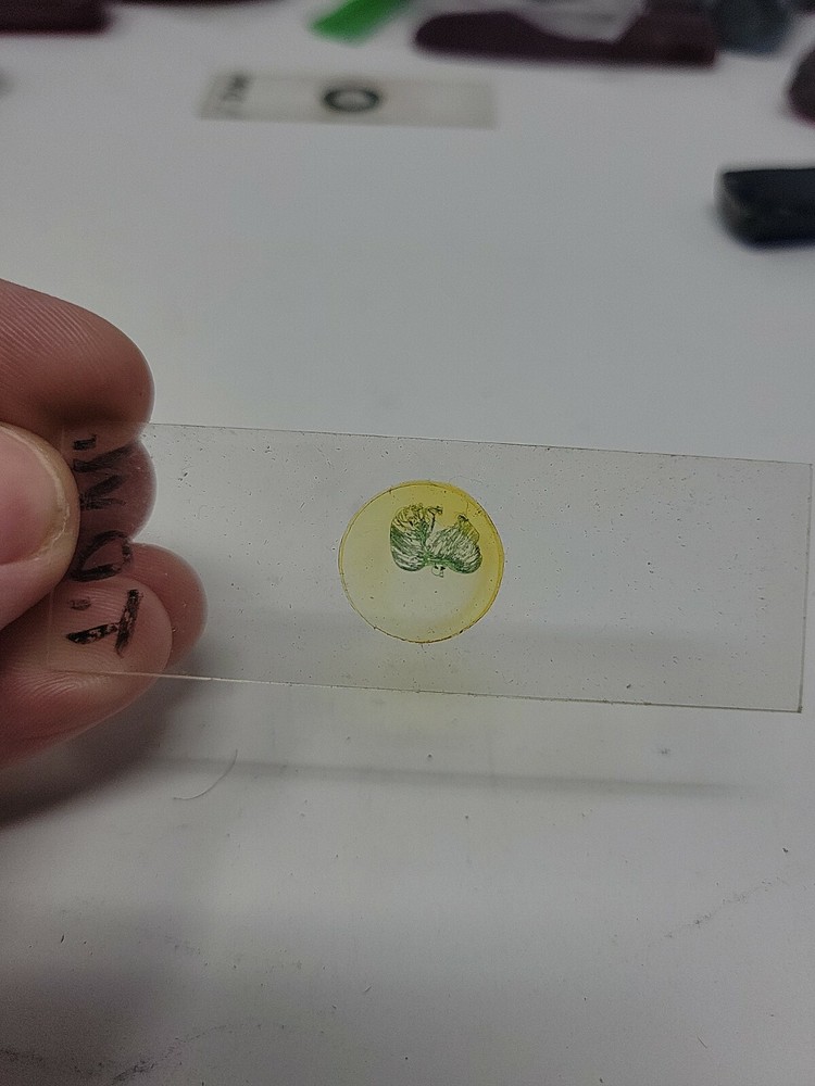 Vintage Microscope Slide 1941