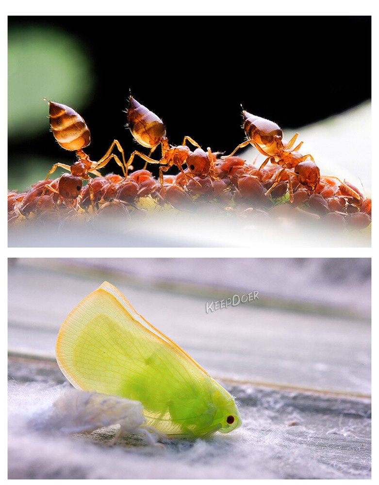 Macro Photography Reflector Cover Soft Box Diffuser For Flash Lamp Flashlight