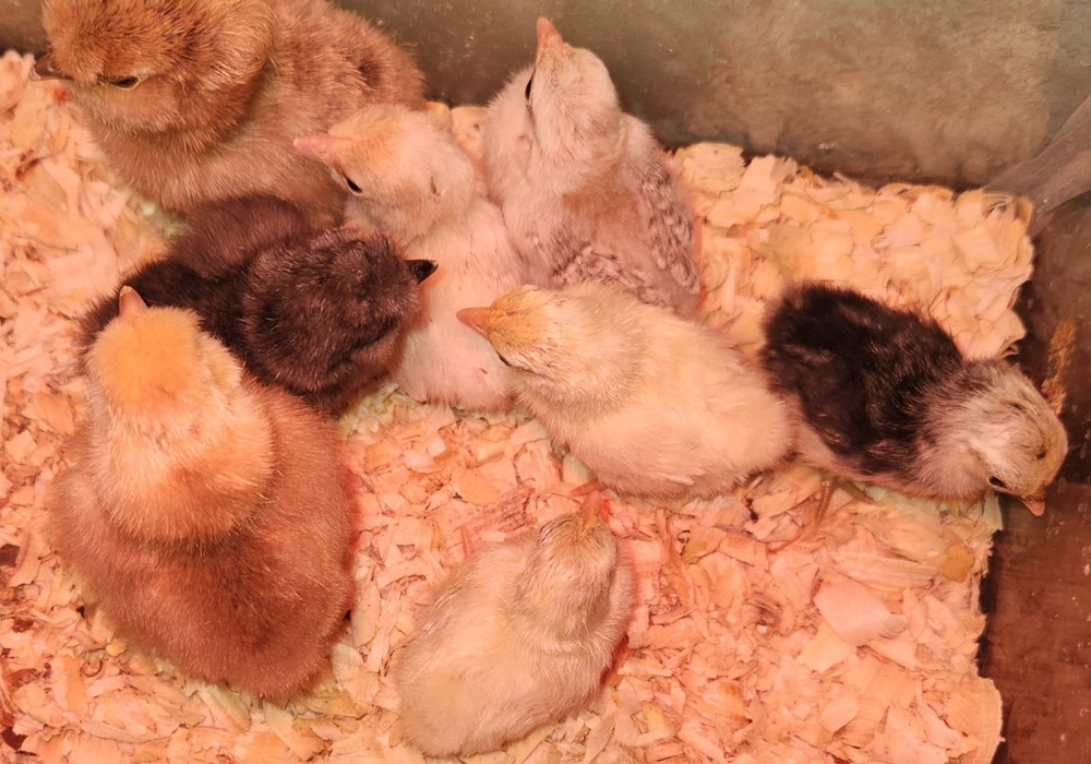10 +2 Micro Kikiriki Serama Hatching Eggs 4H Projects Teacup chickens