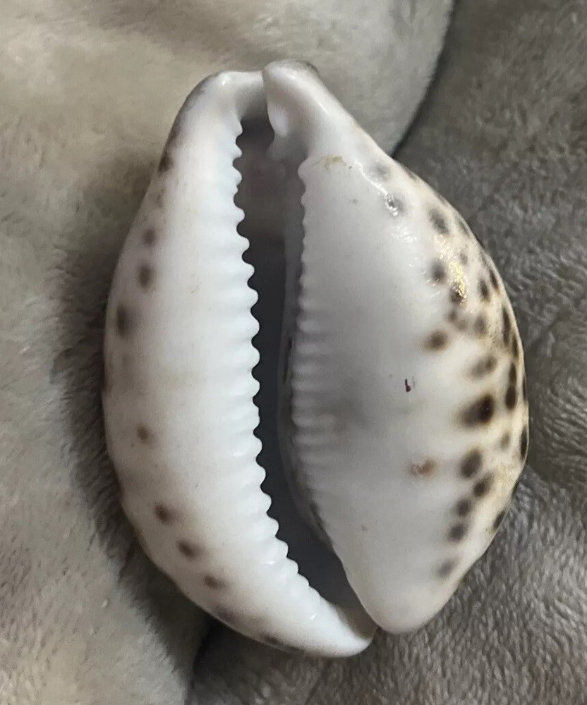 Carved Sea Shell Souvenir Florida