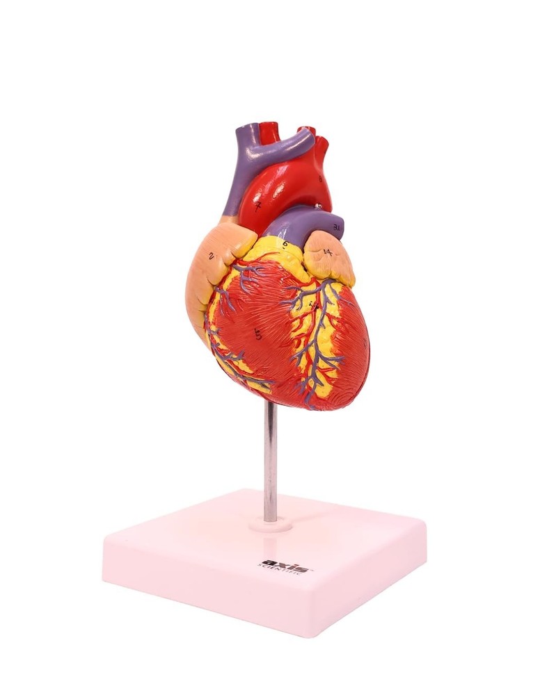 Lifelike Human Heart Model - Educational Kit