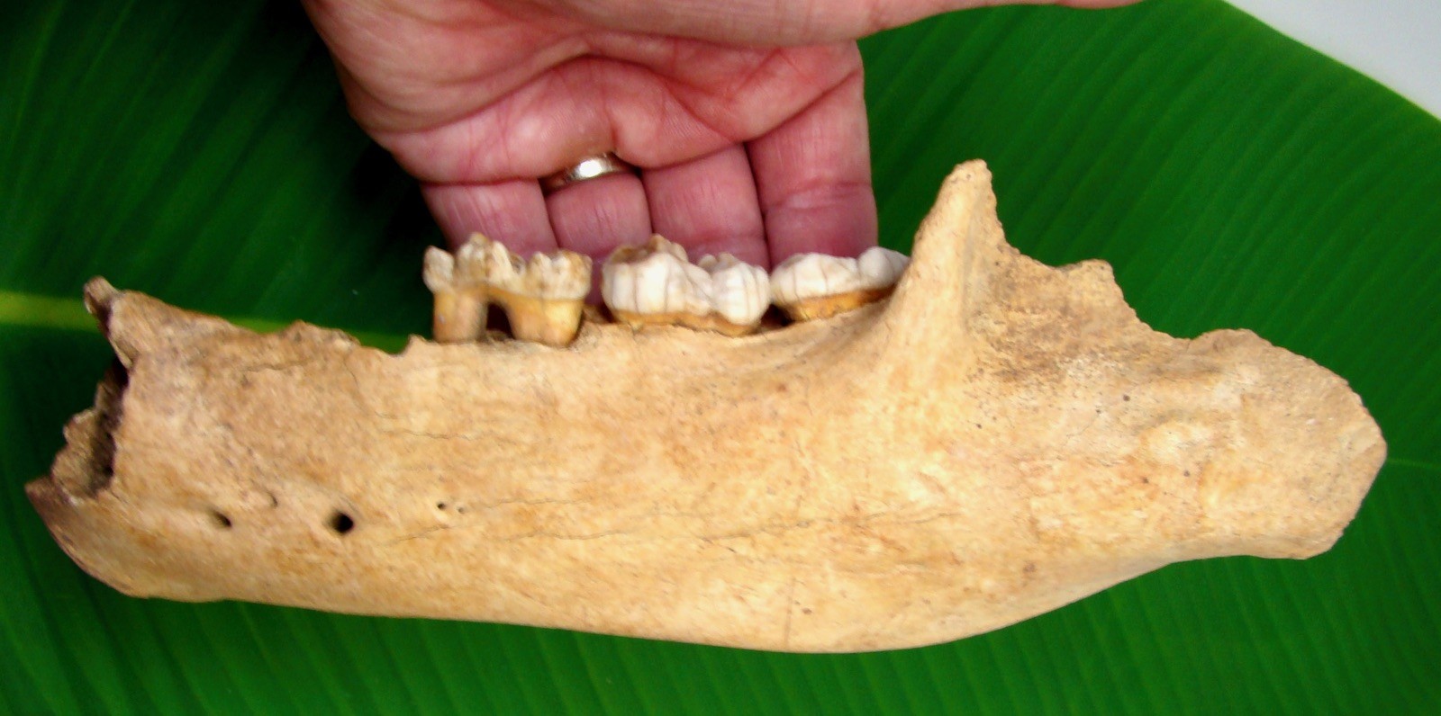 CAVE BEAR Jaw Section with THREE Teeth 9.5” - 100% Natural - Extinct Fossil