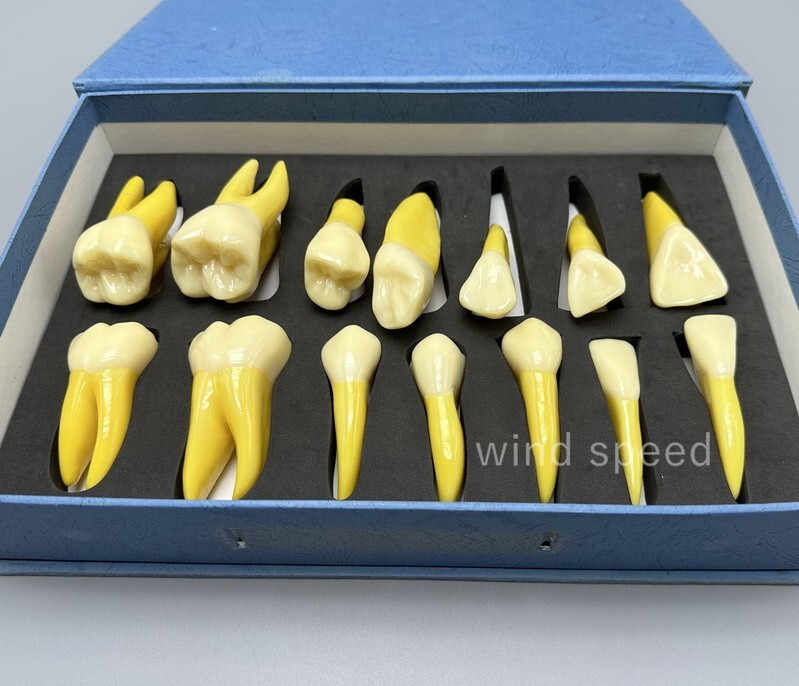 4 Times Extracted Permanent Teeth anatomy model Lab anatomical Study model T-D10