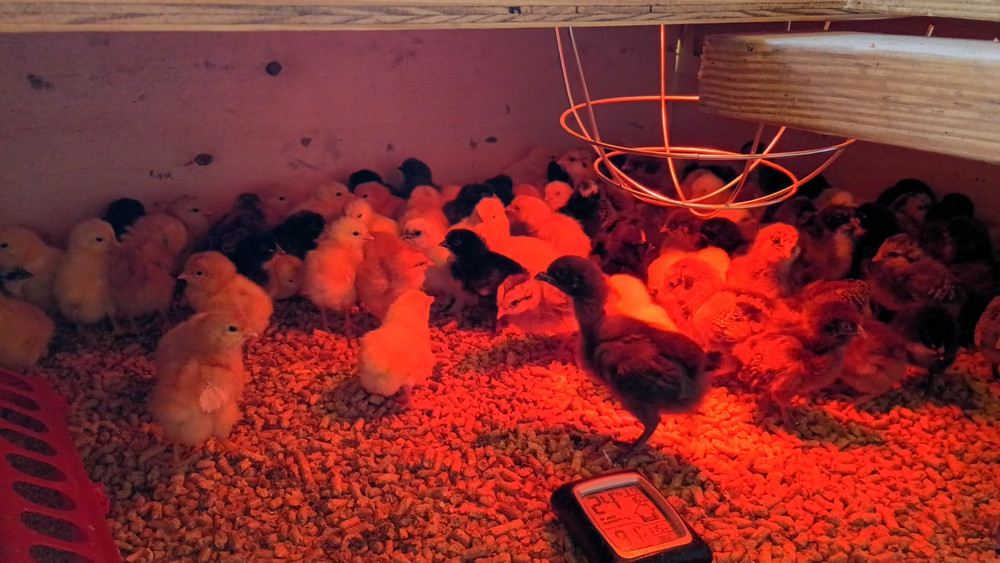 🌈 12+ Rainbow Hatching Eggs – Surprise Assortment! NPIP & AI Certified 🌈