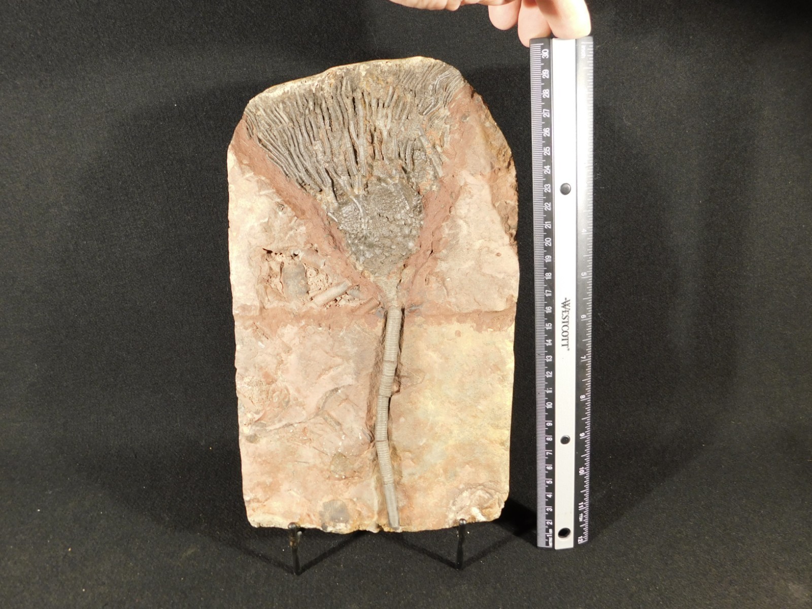 Big! 430 Million Year Old! CRINOID Fossil or Sea LILY Fossil Morocco 1686gr