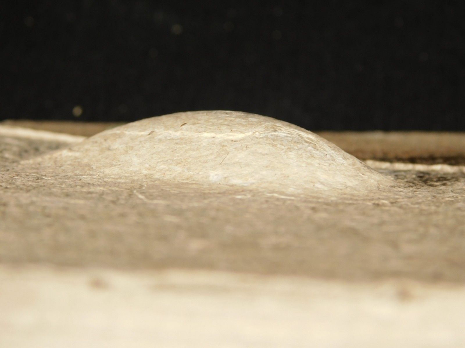 BIG! CROCODILE / TURTLE Coprolite or Fossil Turd From Wyoming 586gr