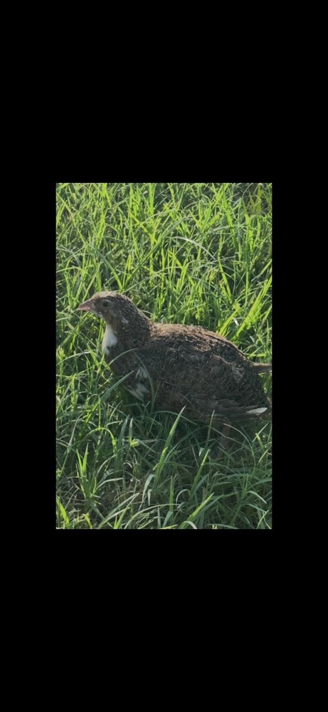 18 Celadon Blue/18 AssortedCoturnix Quail Hatching Eggs