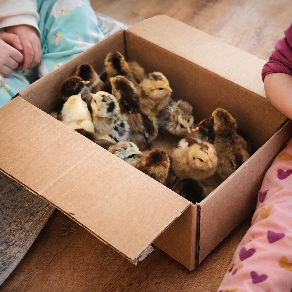 12 Easter Egger Chicken Hatching Eggs - 1 Dozen - Heritage Green & Blue Layers