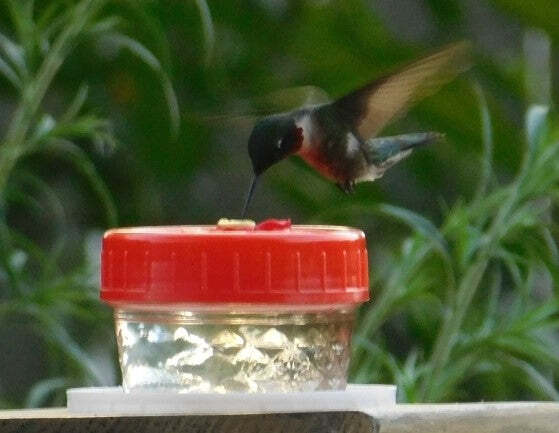 Tabletop Hummingbird Feeder - Customized Gift - 4oz - Easy To Clean!