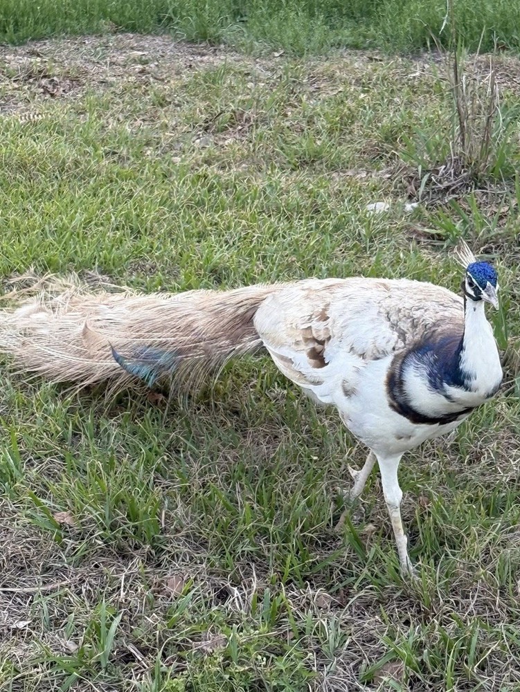 6 Peacock Peafowl Hatching eggs - Ready to ship