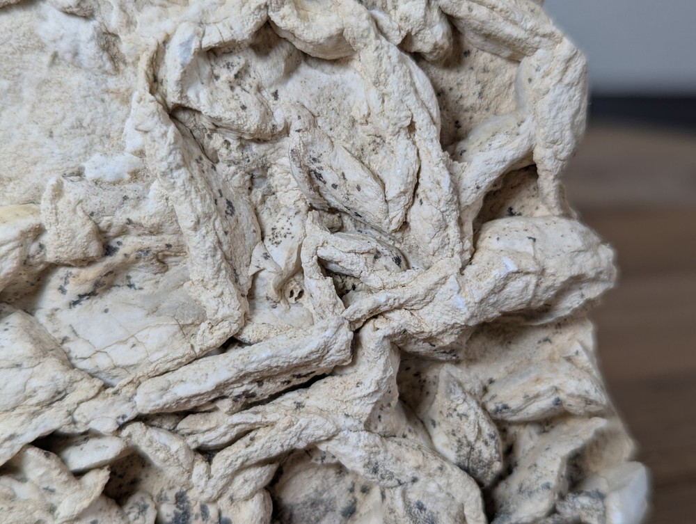 Colony Trace Fossil