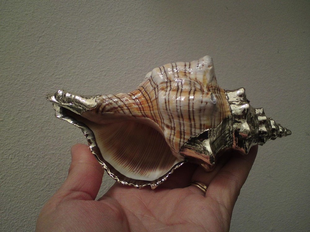 Shankha Silver overlay mounted seashell trapezium horse conch shell