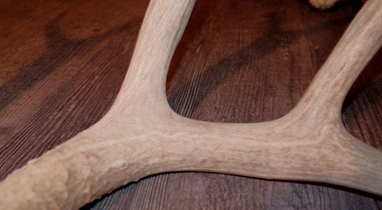 Nice Set Mule Deer Antlers Sheds Taxidermy Mount Cabin Decor Buck Horns