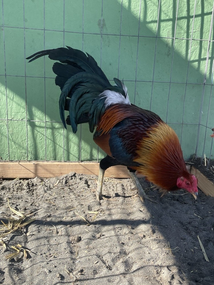 12+ Chicken Hatching Eggs