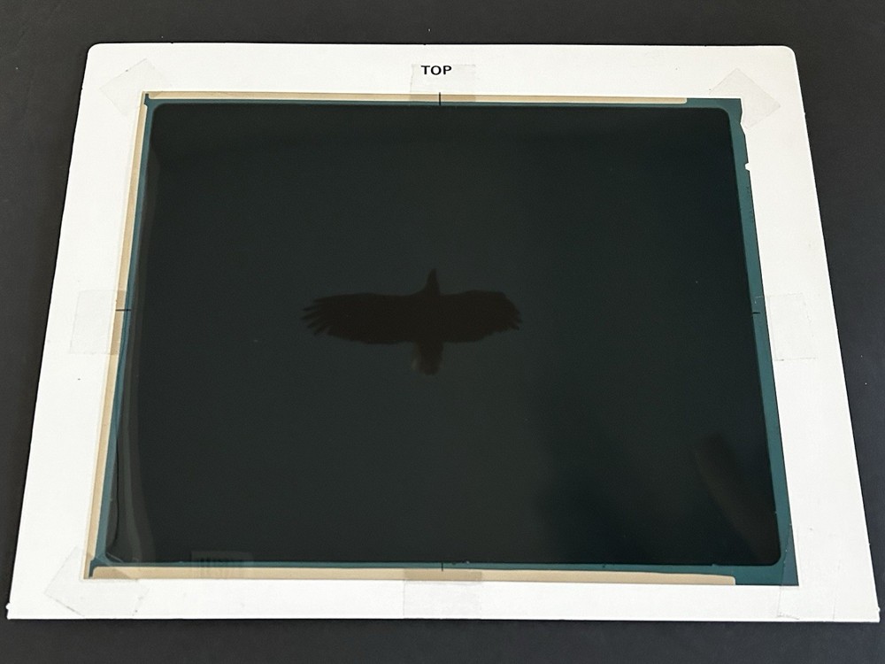 1982 NASA KSC Nature Bald Eagle in Flight Presentation Transparency-577