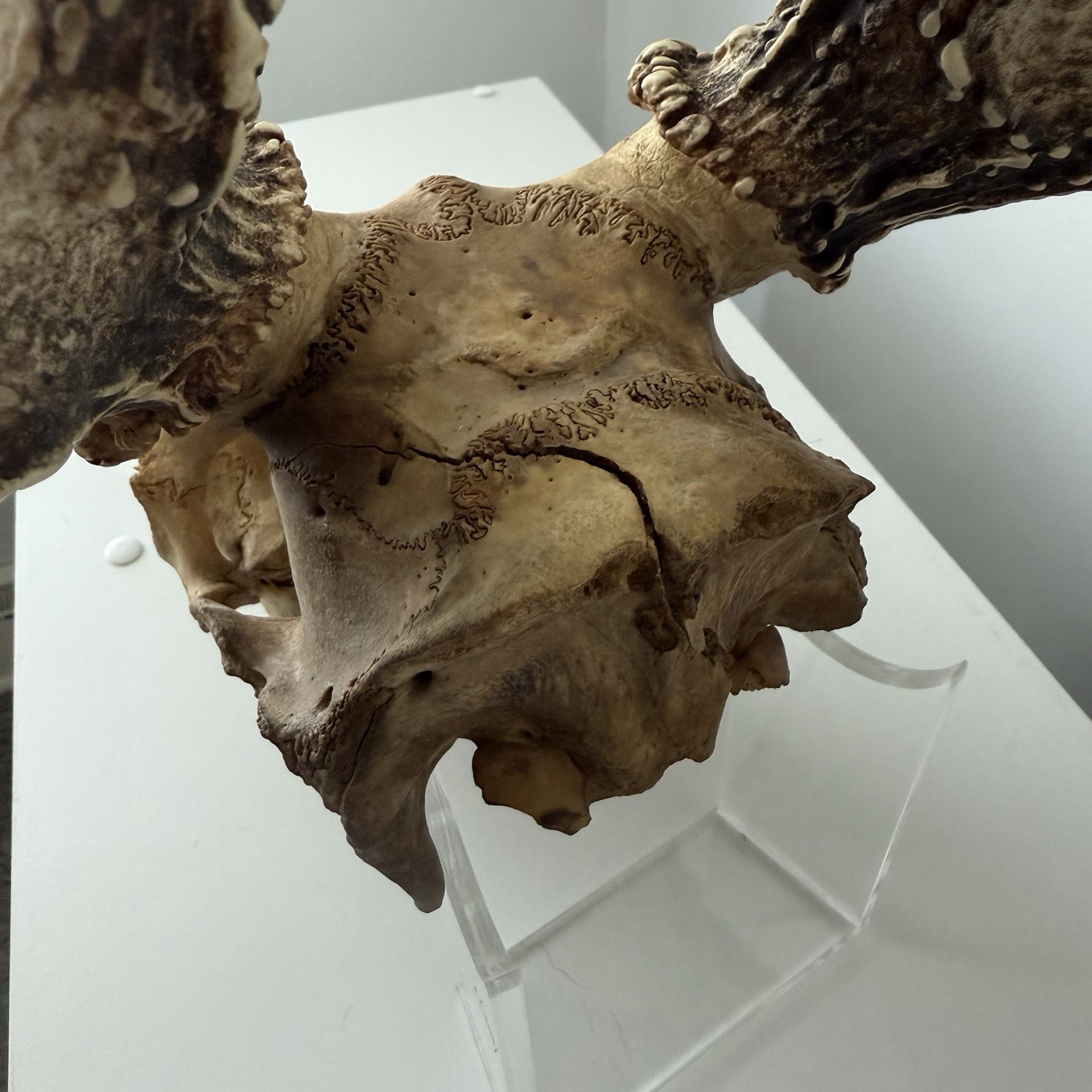 Wild 12 Point Whitetail Deer Antler Rack Horn Skull European Mount Man Cave 151"