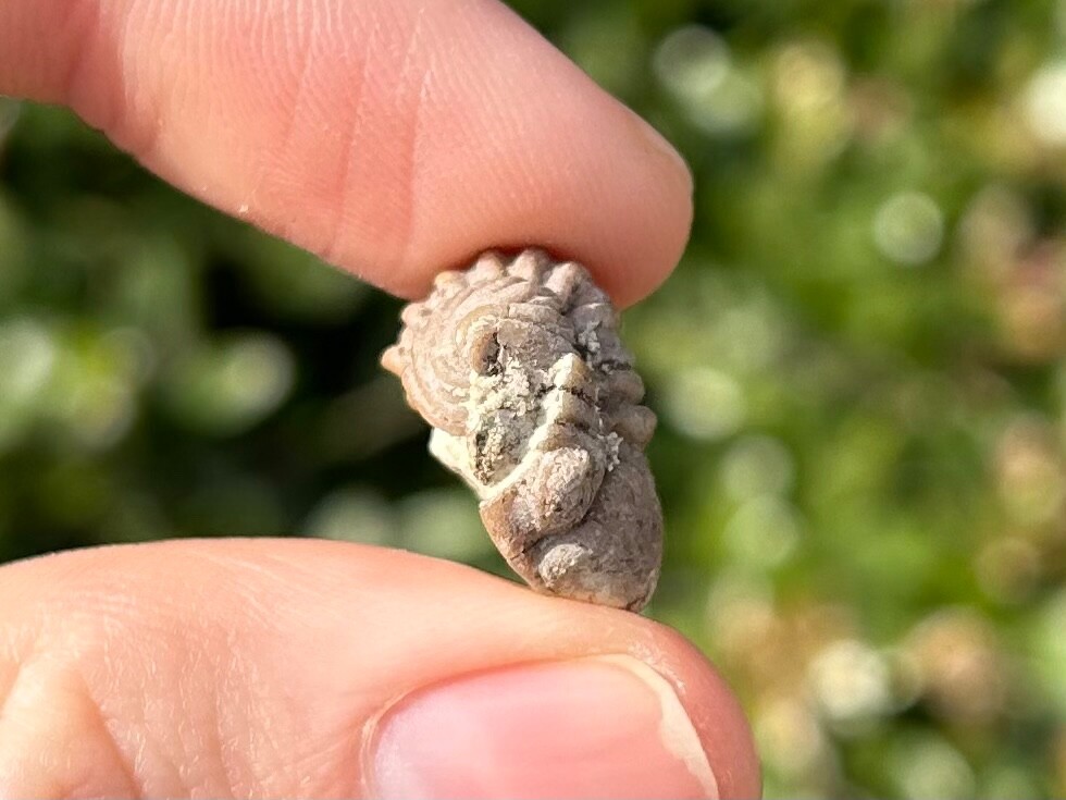 NICE Oklahoma Fossil Trilobite Paciphacops sp. Devonian Bug Bois D’Arc Formation