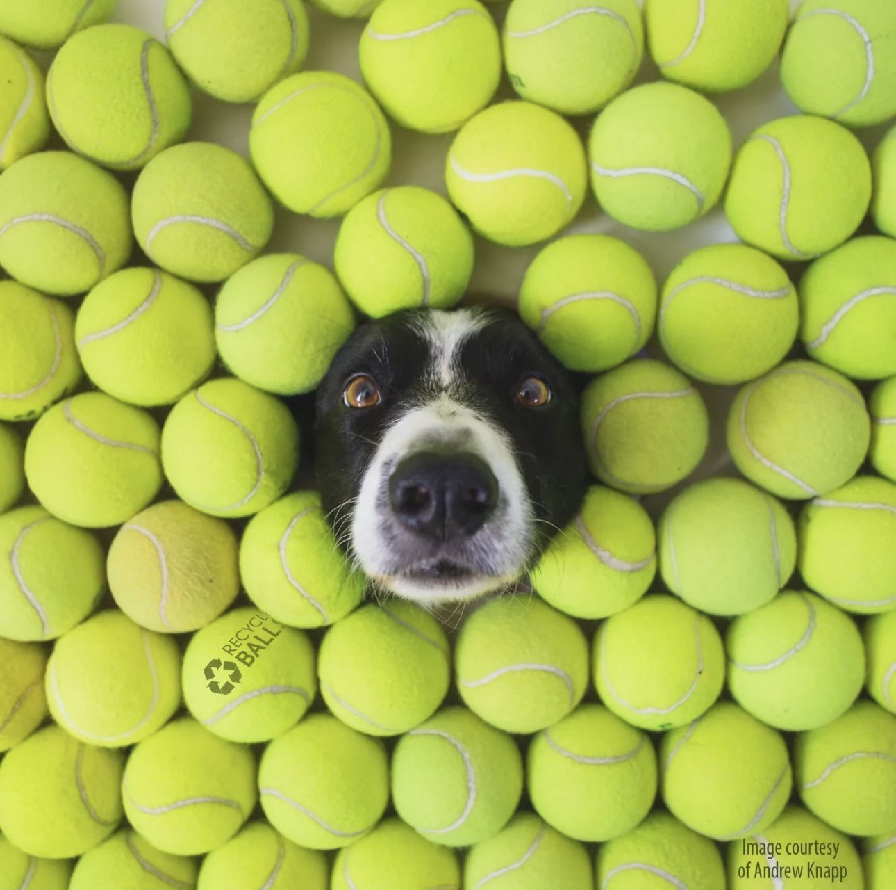 100 Used Tennis Balls - LOW COST DOG BALLS FREE SHIPPING