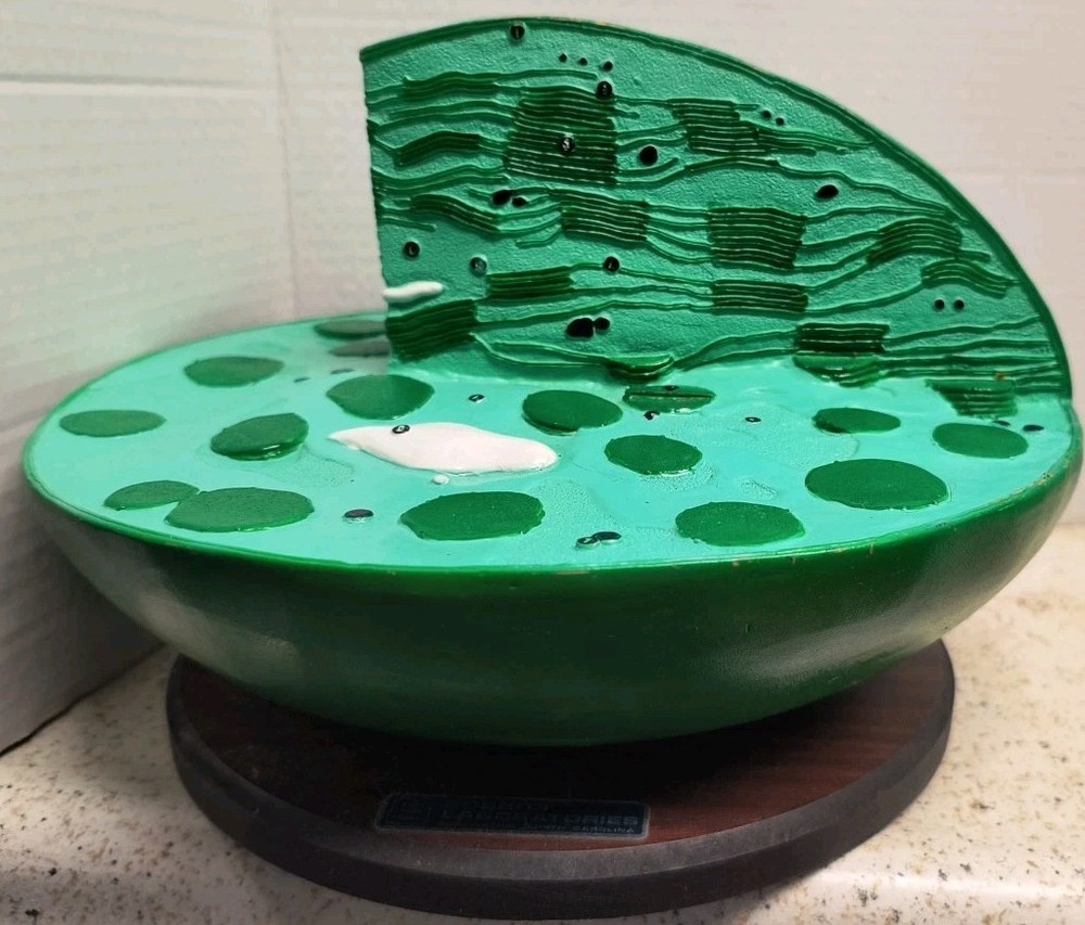 Bobbitt Laboratories Chloroplast Model Vintage