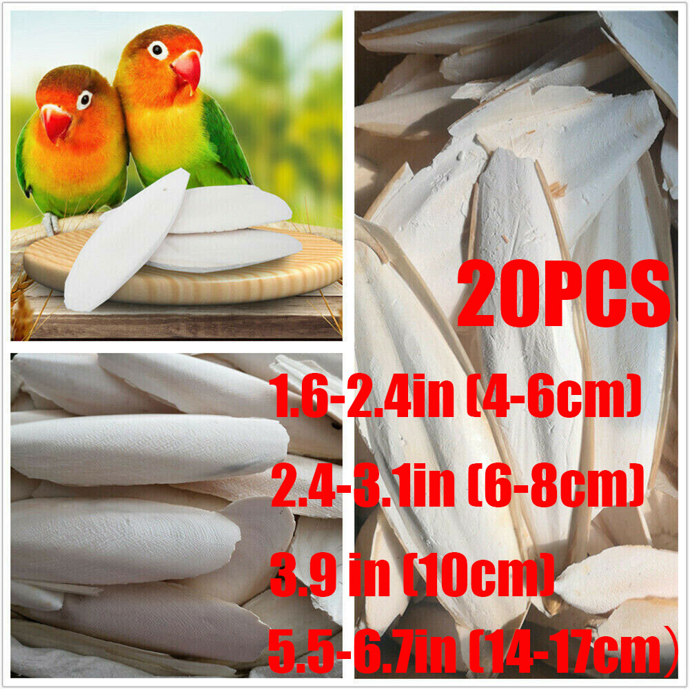 20PCS Cuttlebone Bird Parrots Cuddle Bone Turtles Tortoise Cuttlebone Holder .