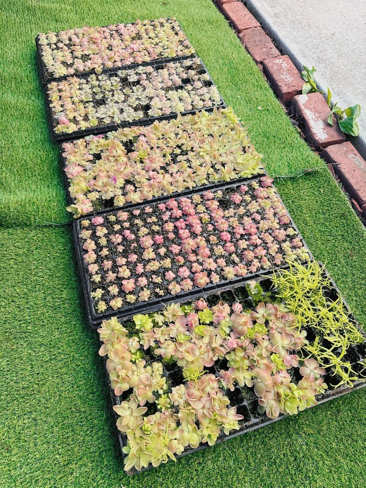 Pinguicula Bundle In Luck  Live Plant - Carnivorous Butterwort