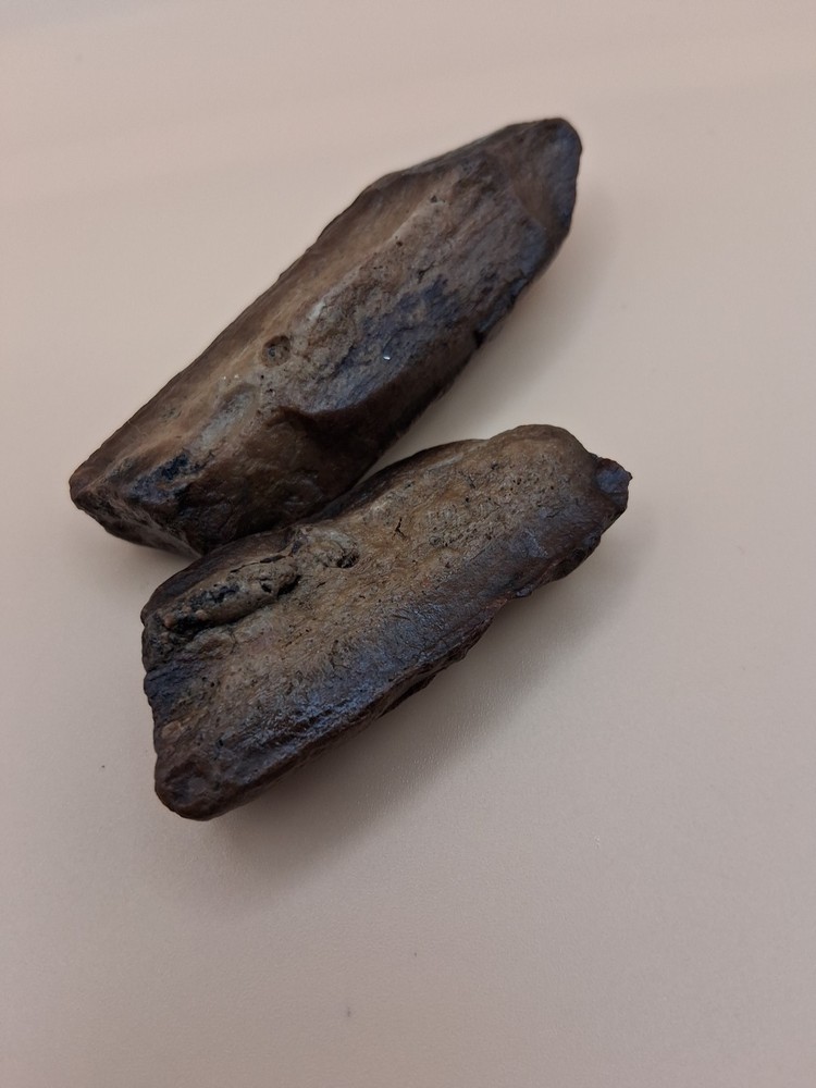Fossilized Bone