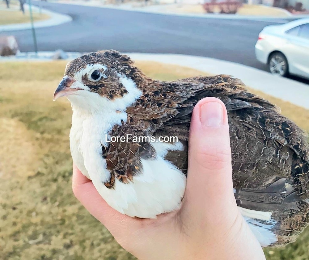 18 (+4 extra) LORE FARMS 💙 Celadon 100% TRUE Blue Coturnix Quail Hatching Eggs