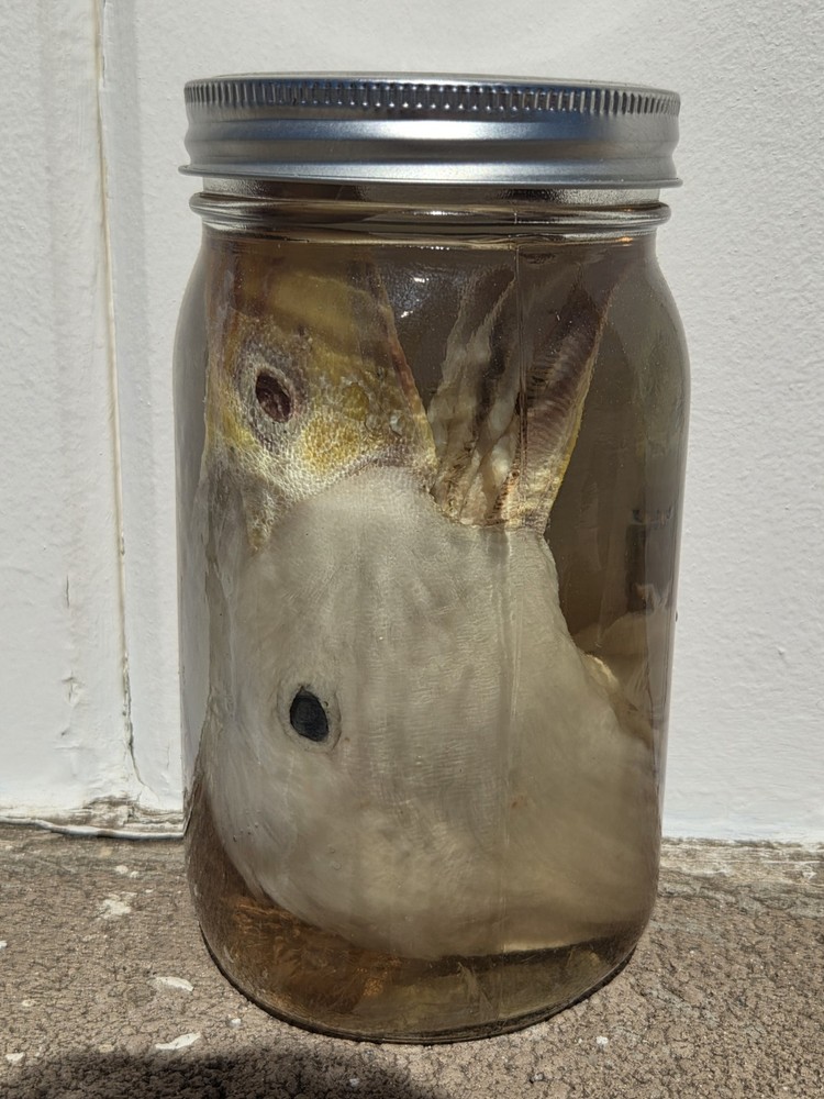 Duck Head Wet Specimen