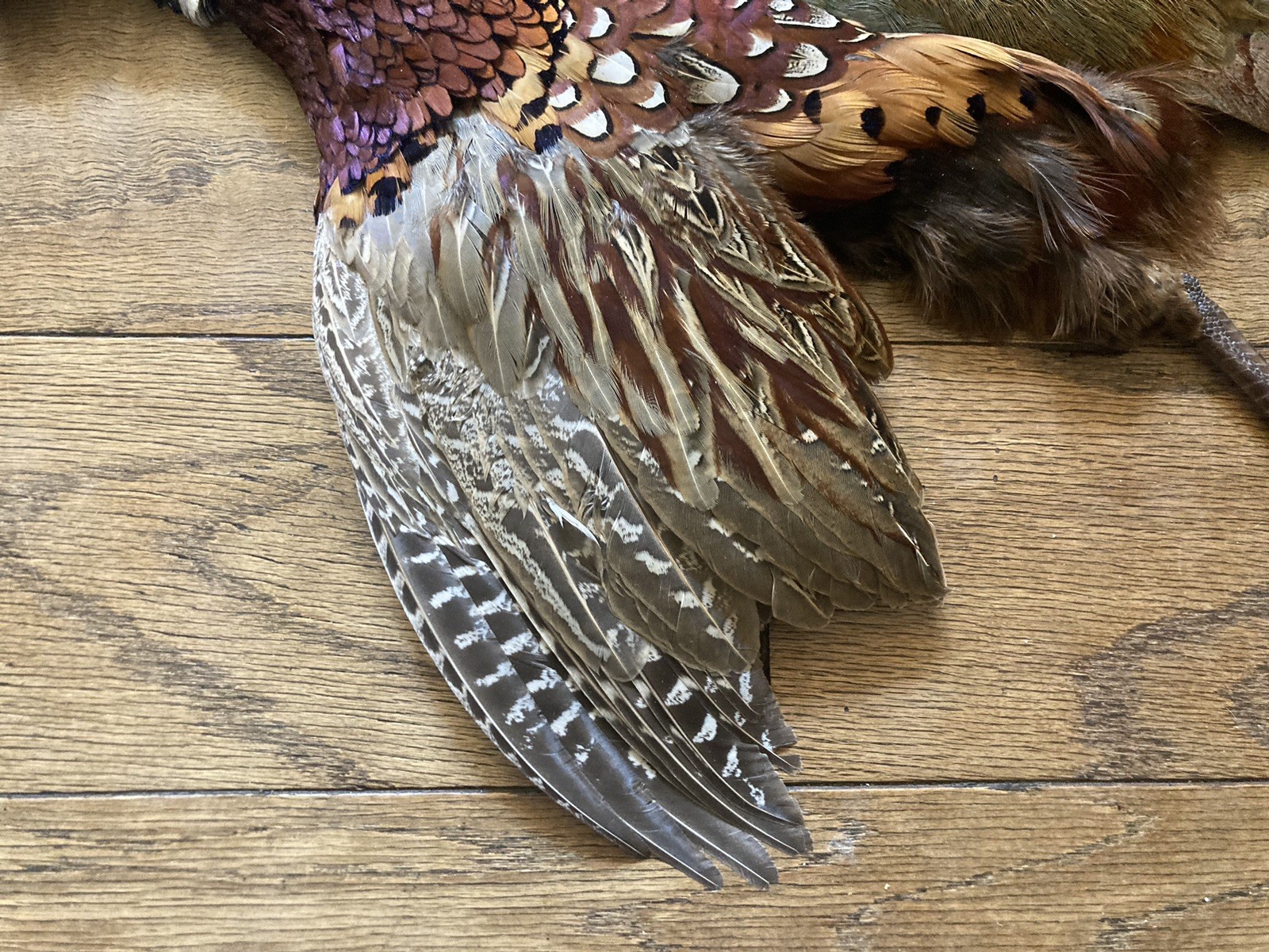 Rooster RINGNECK PHEASANT Full SKIN 2 Wings Tail Feathers Wall Art Man Cave