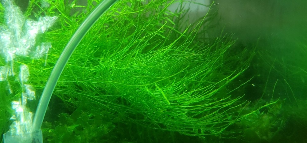Plant/Moss Pack 1(2oz cup) Subwassertang, 1(2oz cup)Java Moss.