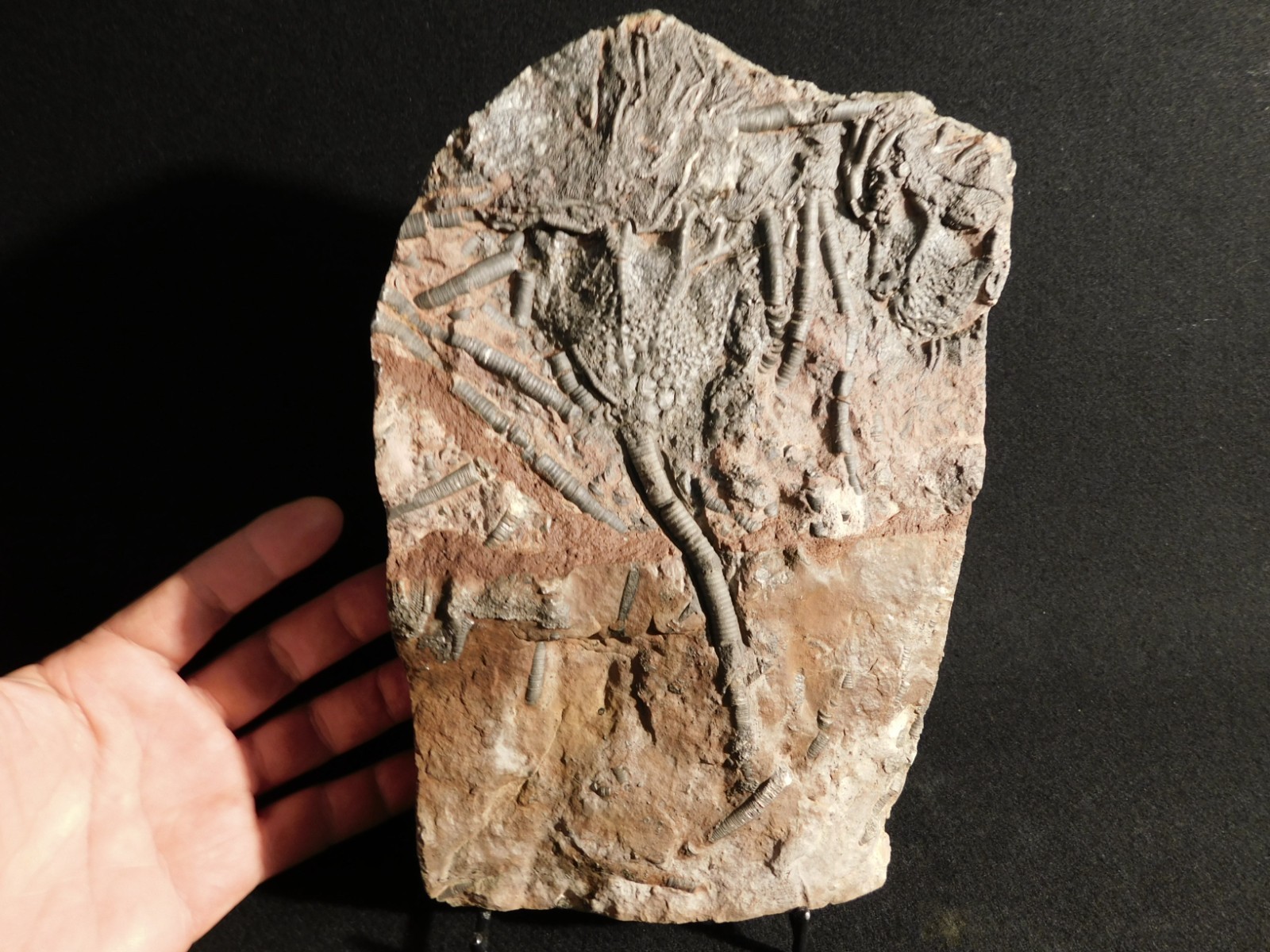 LARGER! 430 Million Year Old! CRINOID Fossil or Sea LILY Fossil Morocco 1221gr