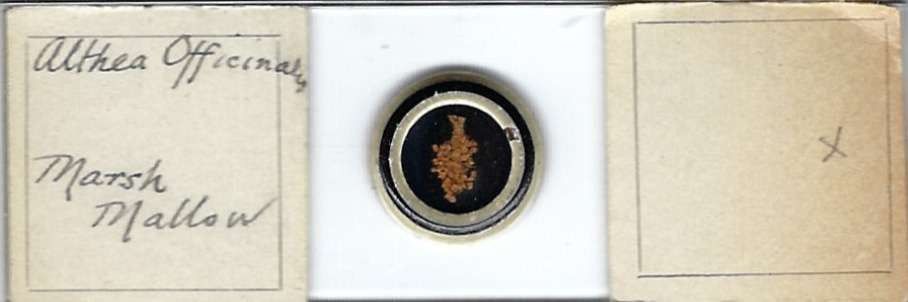 Marsh Mallow Althea officinalis Opaque Mount Microscope Slide