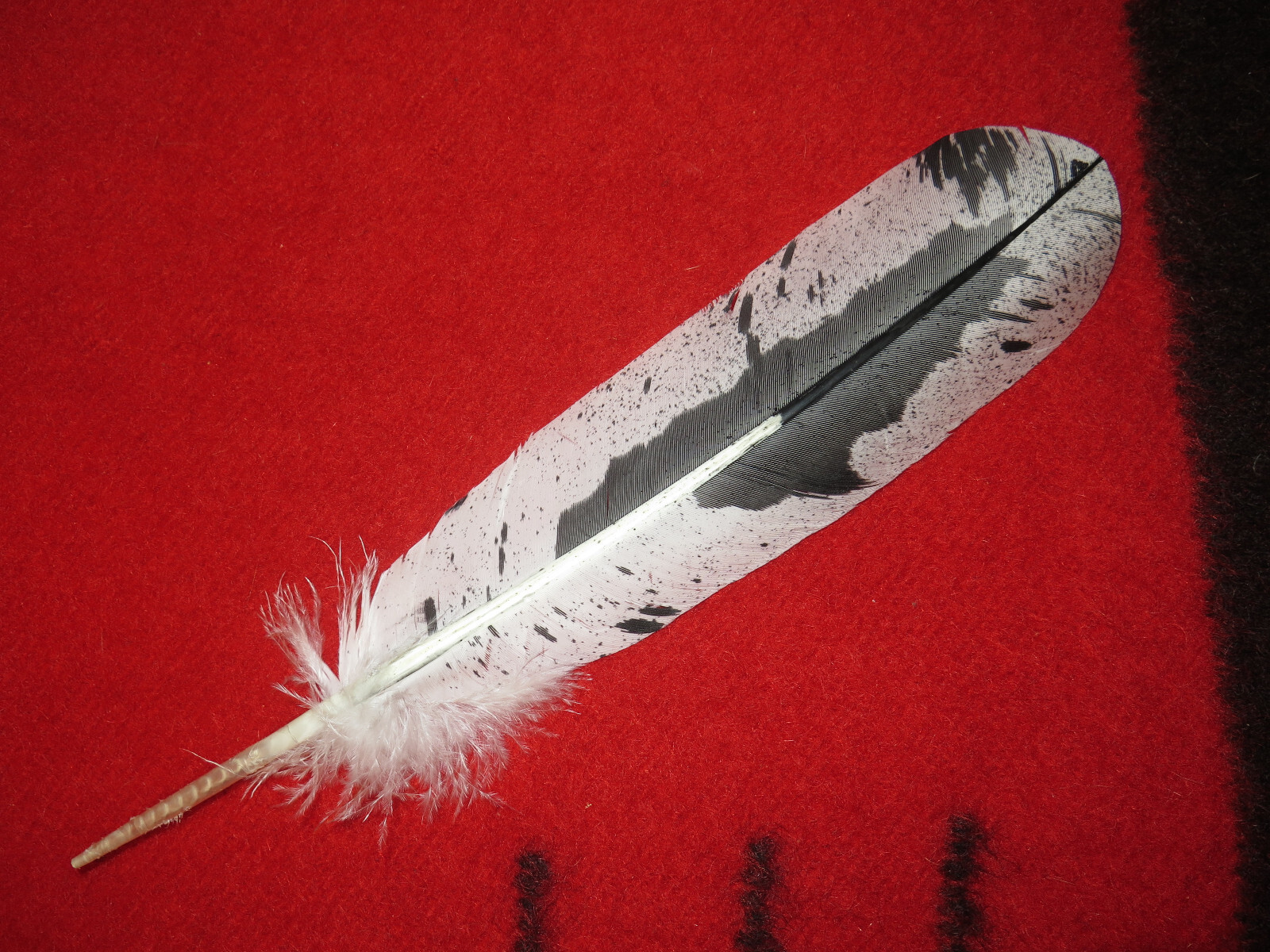 Native American made hand painted Immature Bald Eagle feather