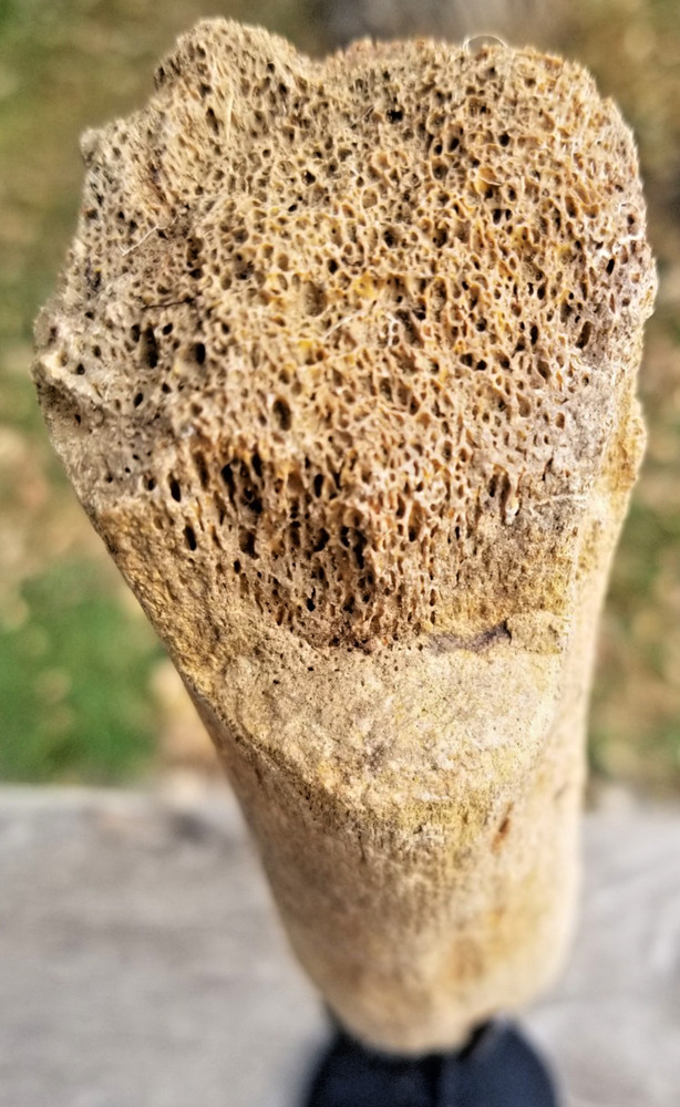 Nice Hadrosaurus Radius Section Fossil Specimen Cretaceous Hell Crk MT RecentDig
