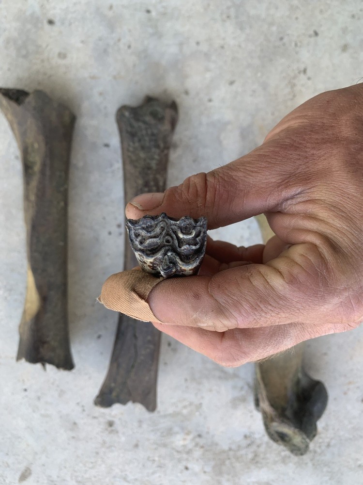 Fossilized Bison Bones