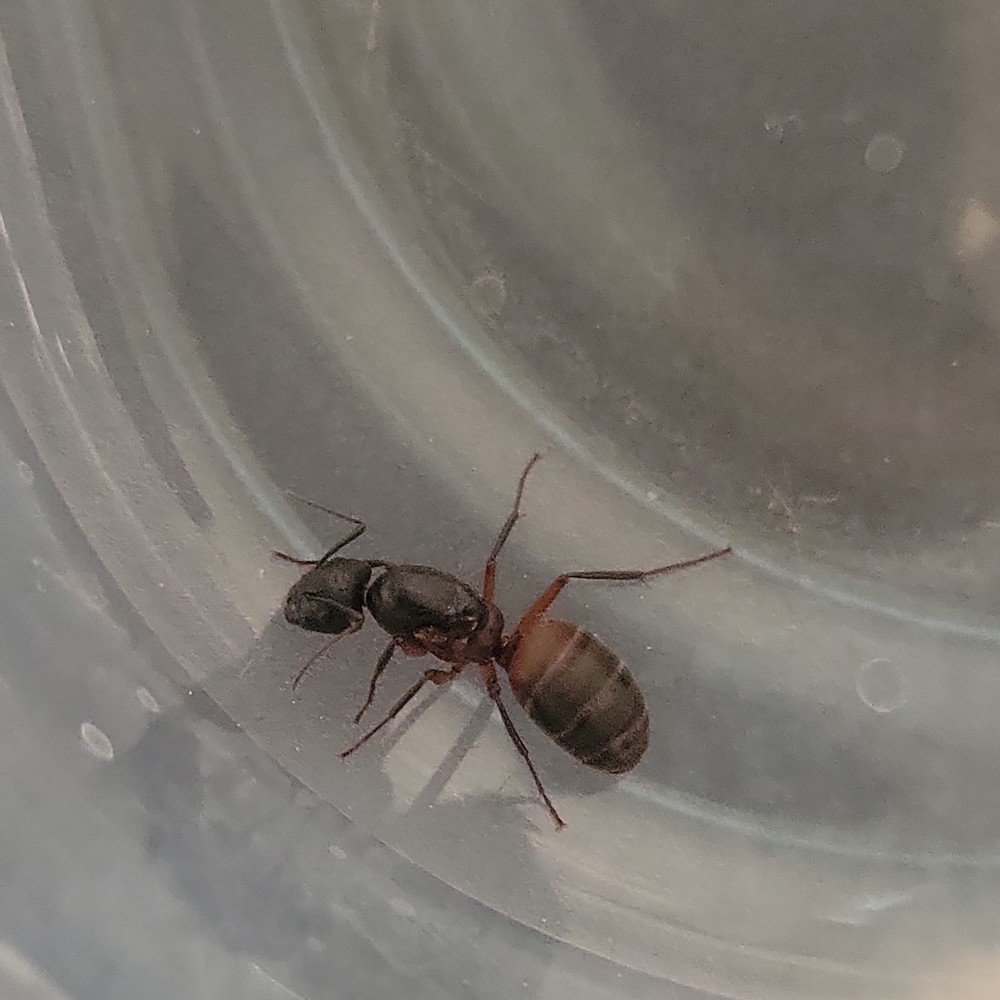 Camponoptus Chromaiodes ant queen