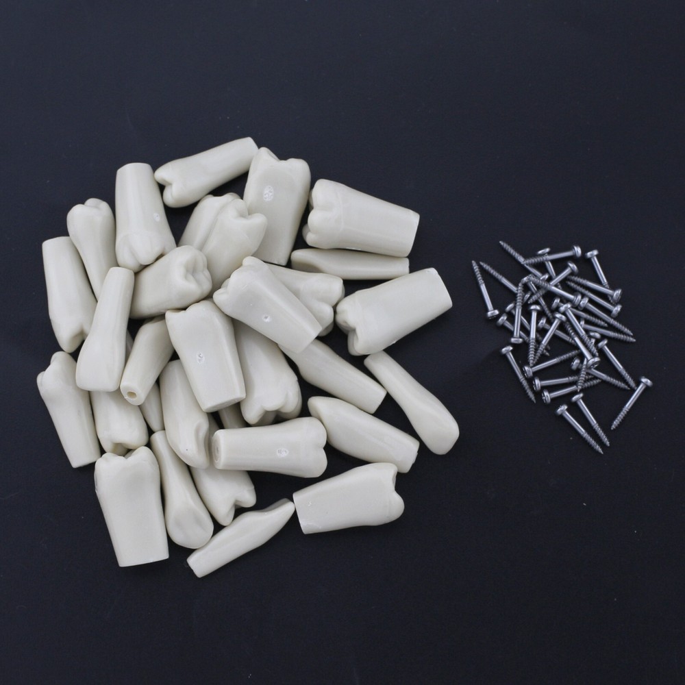 US Dental Typodont Model With 32pcs Removable Teeth Columbia Dentoform 860 Type